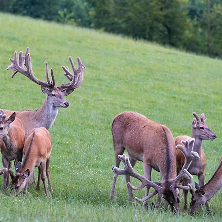 Tatil Evi Zuhause Im Freien